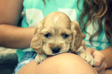 Young animal puppy