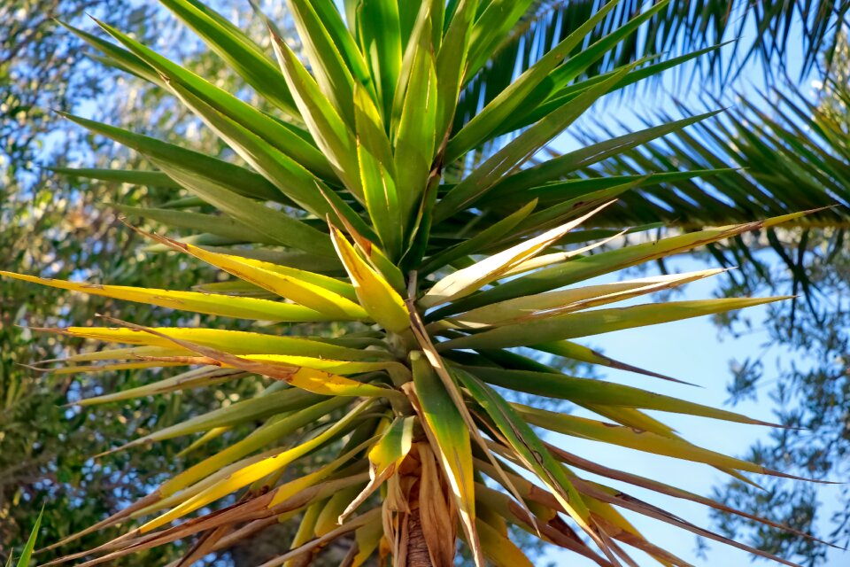 Tree closeup vegetation