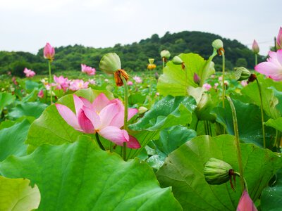 Hubei wuhan lotus seeds