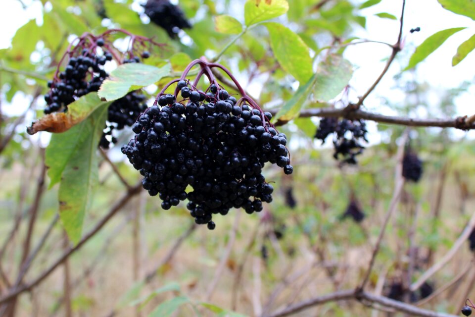 Pine berry nature