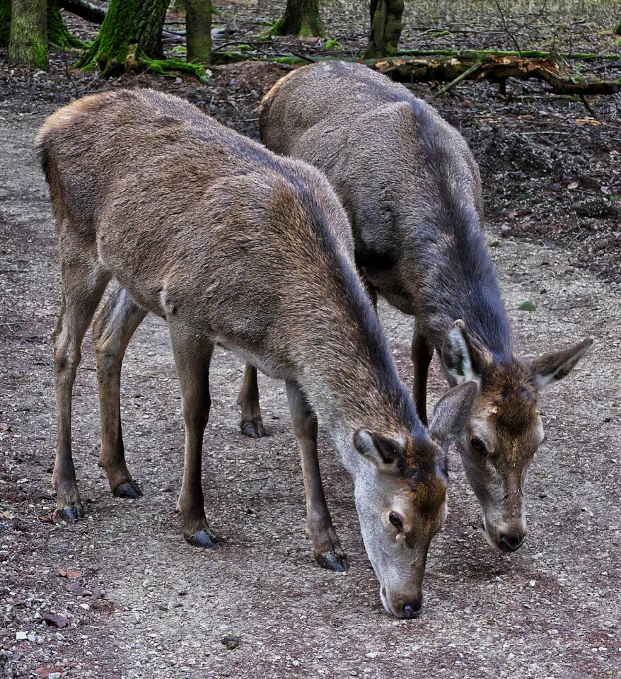 Bald wild wild animal freilebend