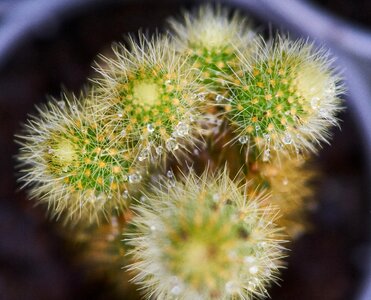 Dea macro flowerpot