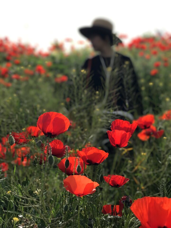 Poppies the imaginary of the people natural