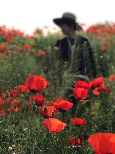 Poppies the imaginary of the people natural