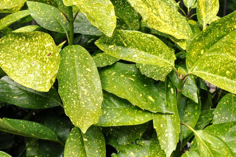 Exotic plant spotted leaf