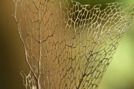 Dried foliage bokeh