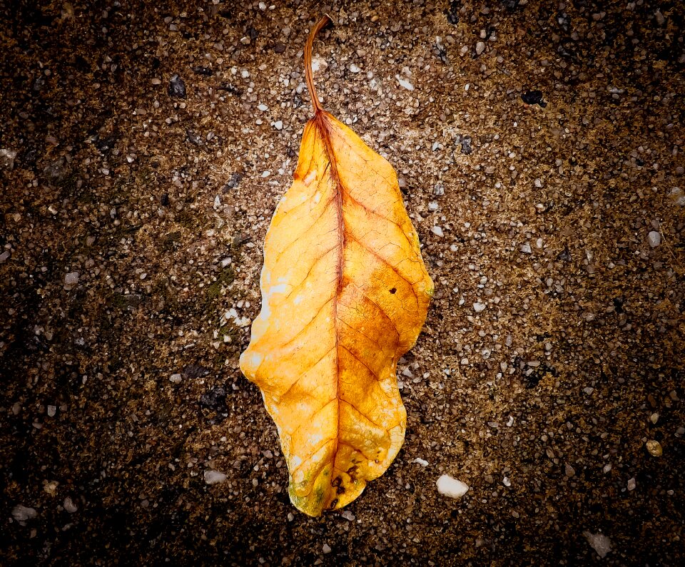 Autumn yellow old leaves photo