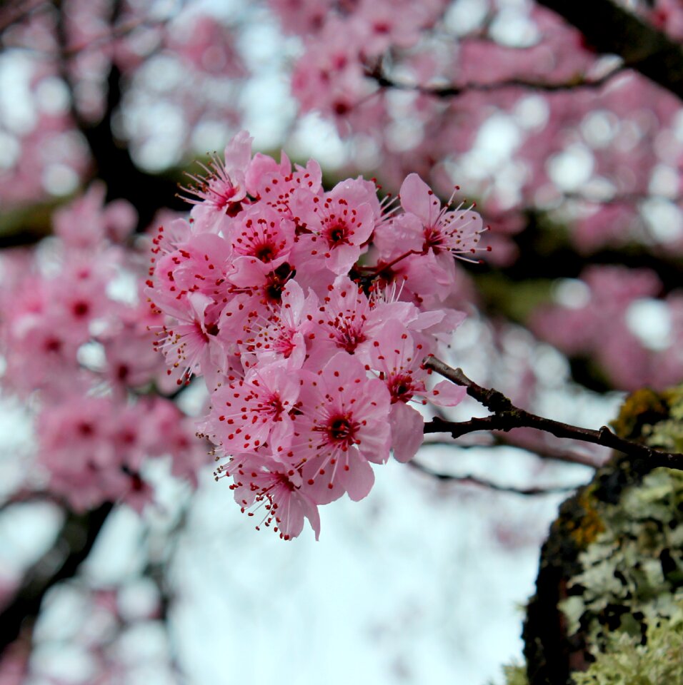 Flora florist spring