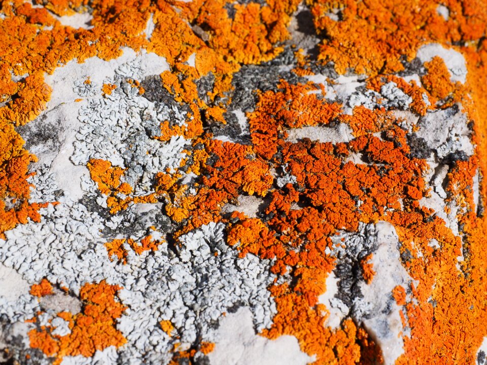 Rock stone xanthoria elegans photo