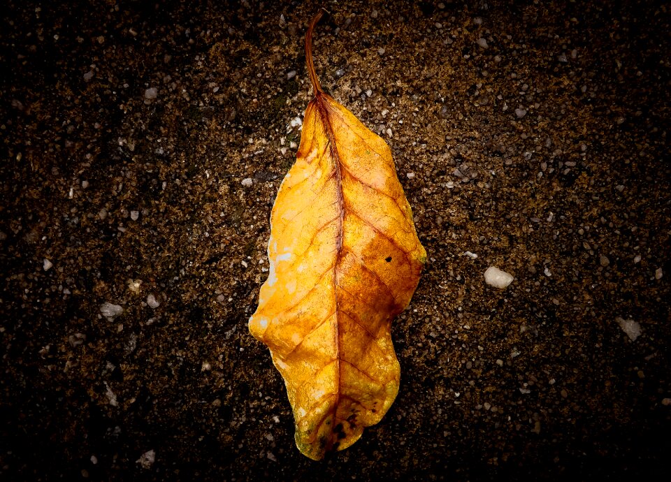 Foliage dry leaf landscape
