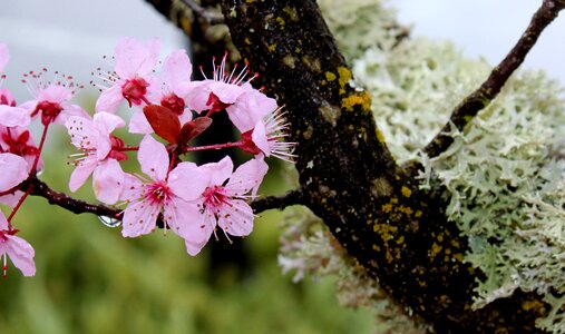 Flora florist spring