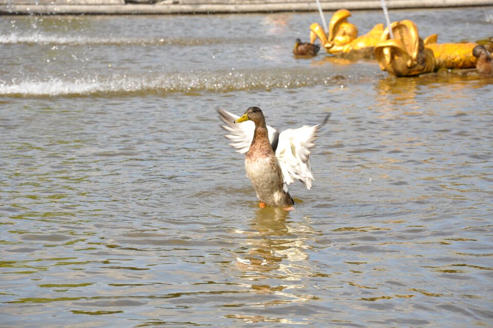 Pond feathered race wings