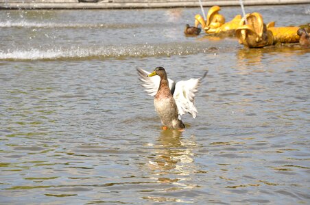 Pond feathered race wings photo