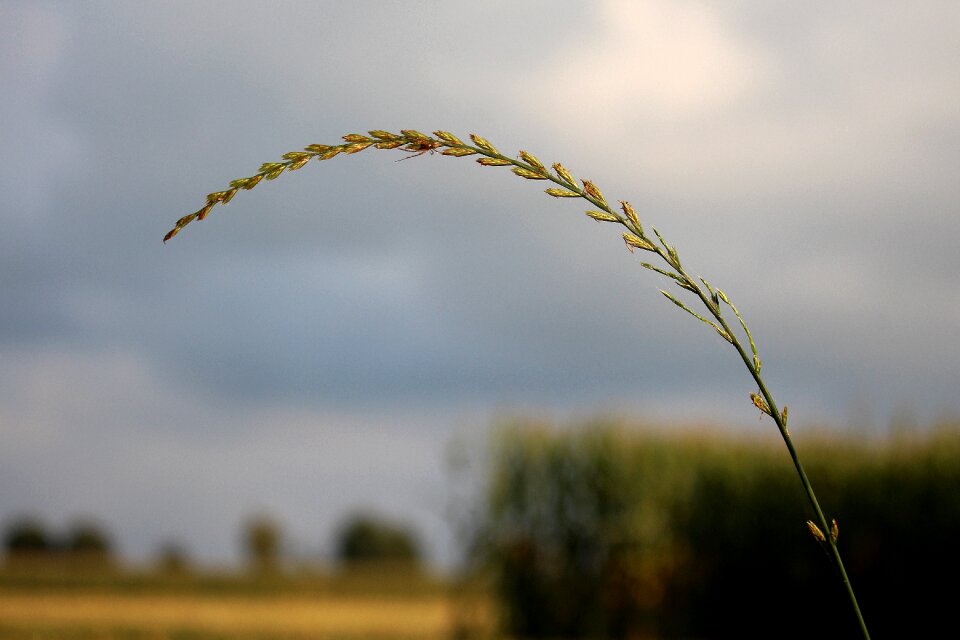 Close up high grass spike