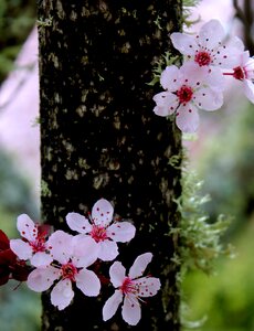 Flora florist spring