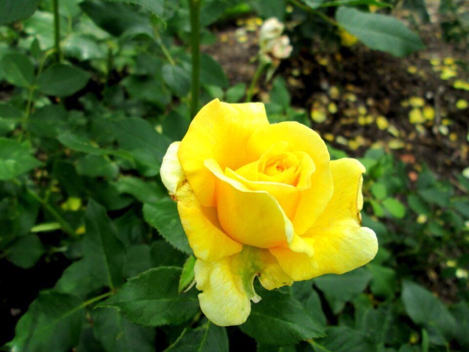 Summer flower garden
