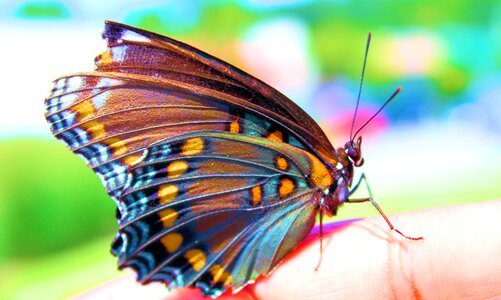 Nature wing summer