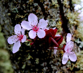 Flora florist spring