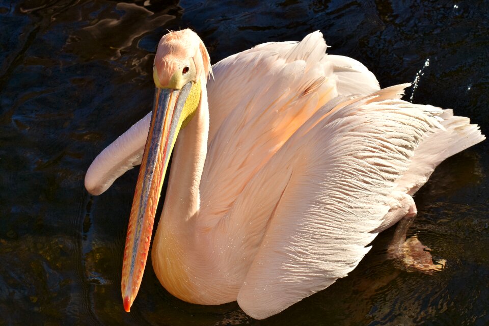 Birds animal plumage