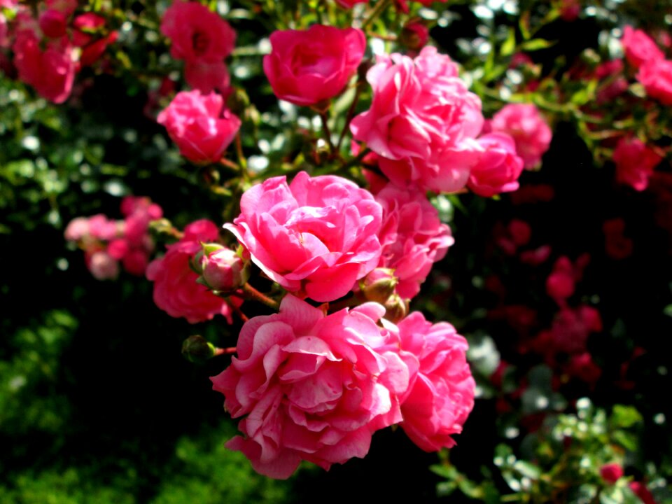 Summer flower garden