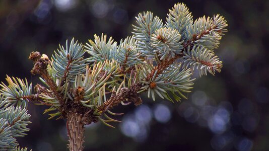 Sewing needles winter nature