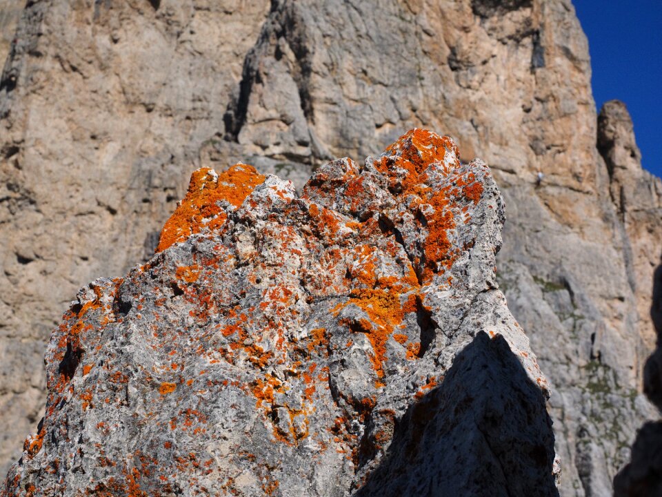 Rock stone xanthoria elegans