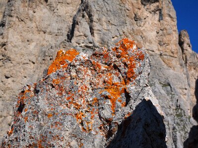 Rock stone xanthoria elegans photo