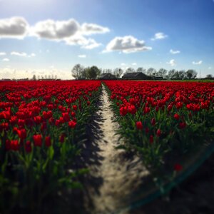 Flowers skies blue photo