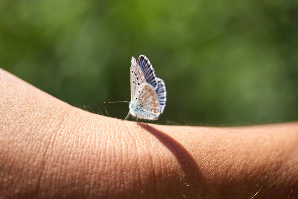 Wing summer butterflies