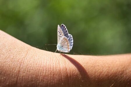 Wing summer butterflies photo
