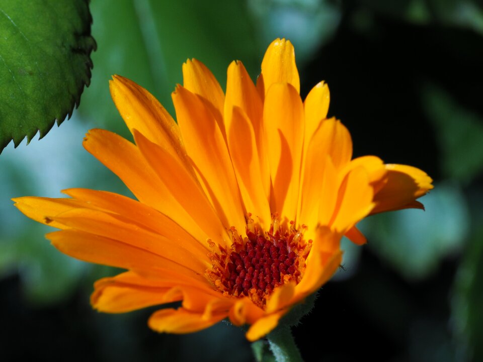 Garden colourful plant flower