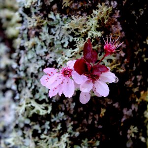 Flora florist spring