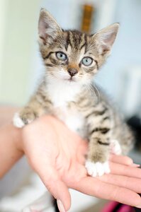 Bury cat hand cat's eyes