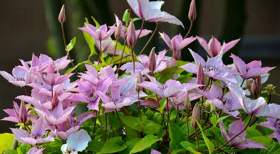 Violet blooming color photo