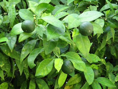 Exotic fruits exotic fruits