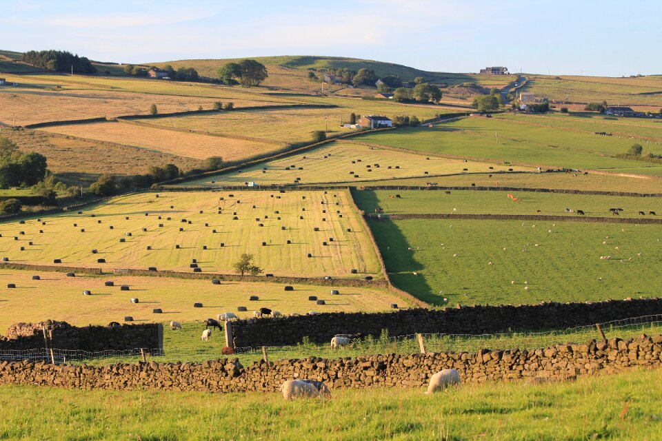 Sheep agriculture rural