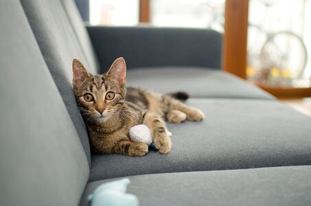 Kitten looking cat bury cat