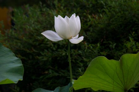 Lotus flower botanical garden photo