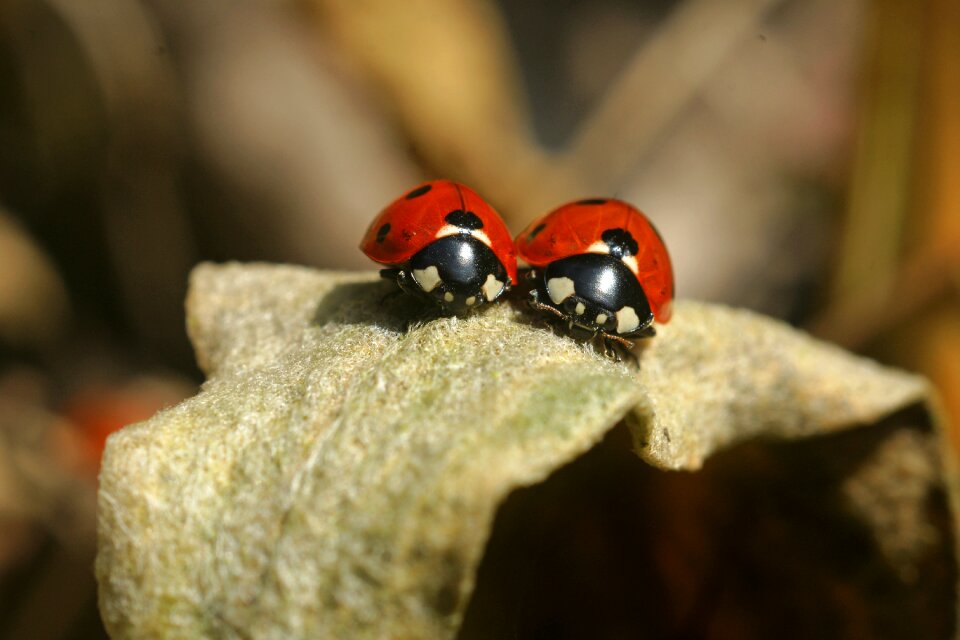 Beetle nature macro