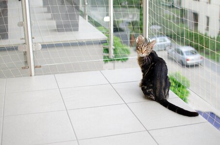 The grid cat safe sitting cat