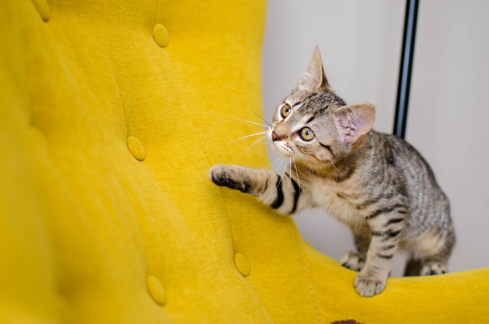 Animal kitten charming
