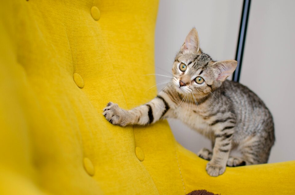 Animal kitten charming