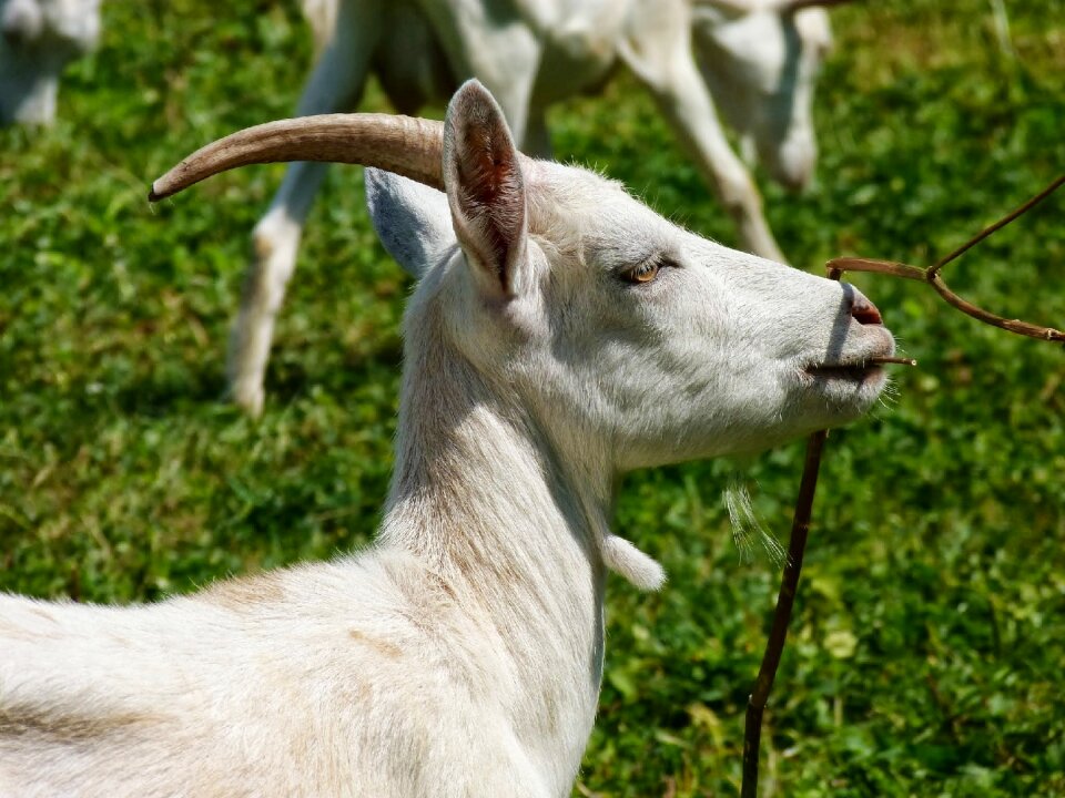 Lawn charming goat