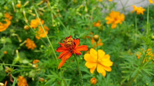 Orange flower flower garden plants