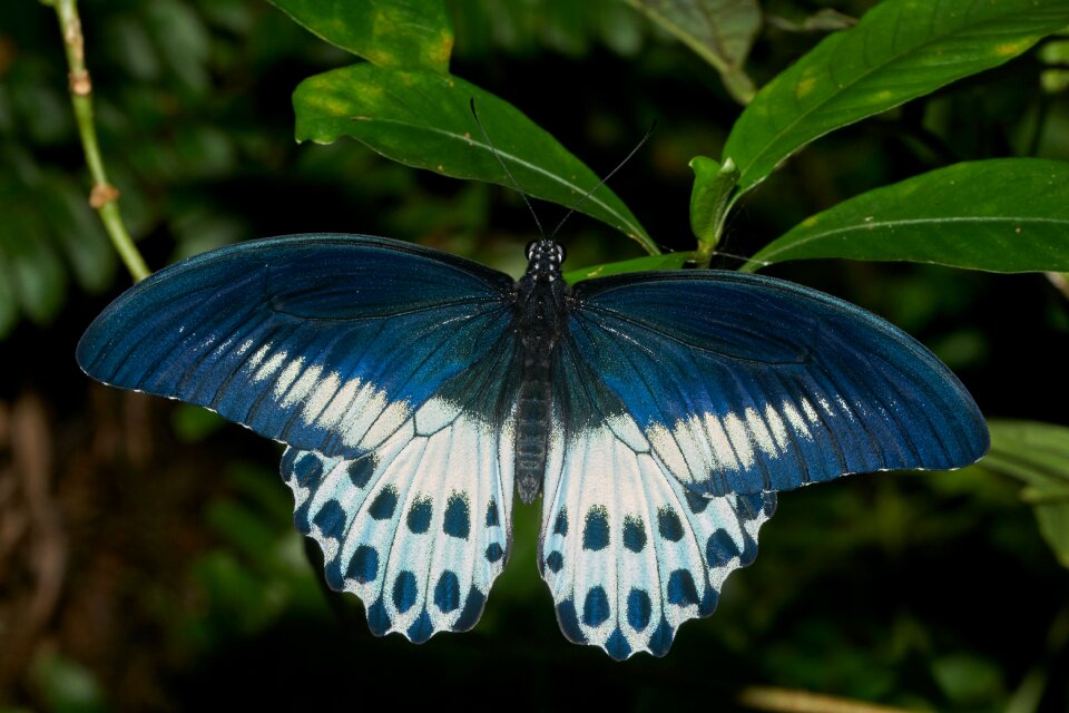 Wing insect outdoors