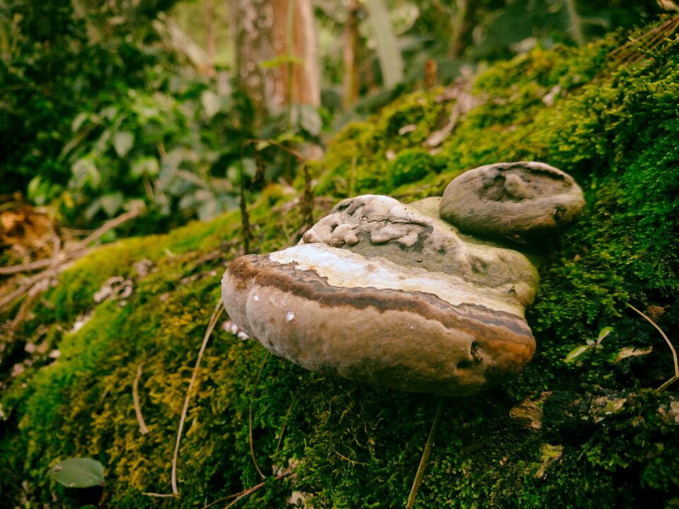 Forest trees nature