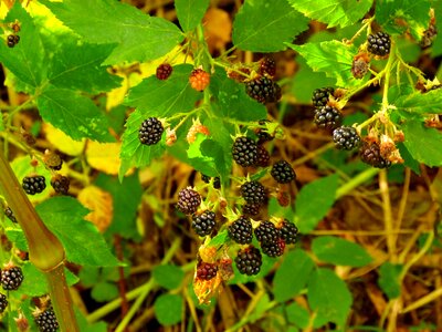 Leaf plant blackberries