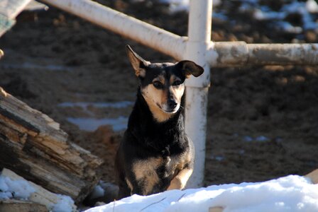 Happy dog outdoors black dog photo