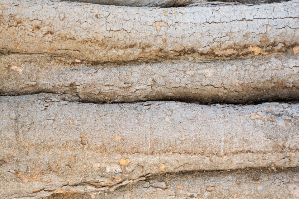 Nature wood texture