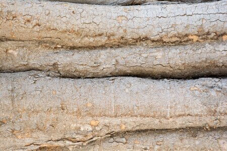 Nature wood texture
